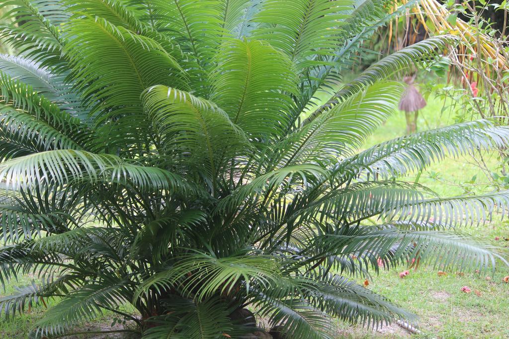 Pousada Quartinho De Praia Boipeba Island Eksteriør billede