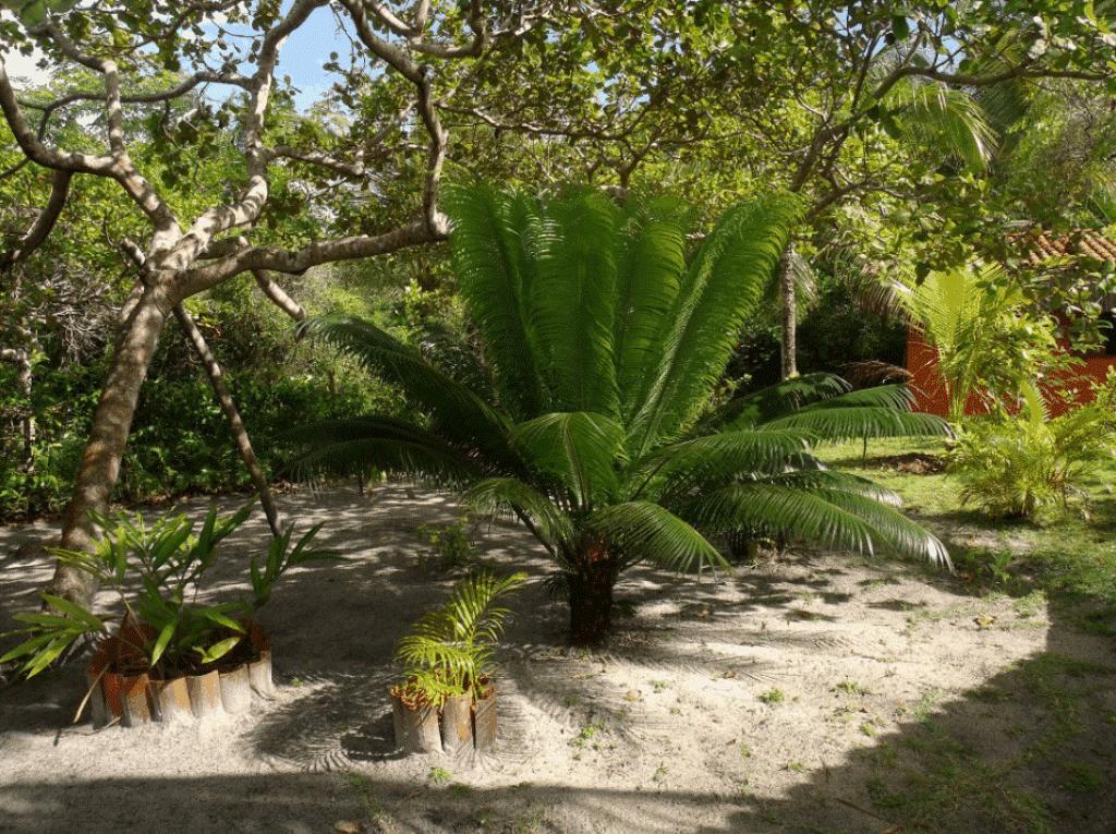 Pousada Quartinho De Praia Boipeba Island Eksteriør billede